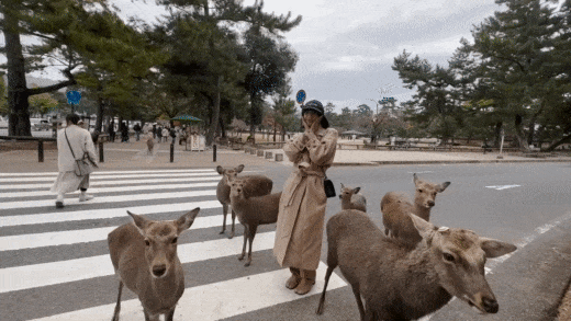 Mimiyuuuh with deers in Kyoto