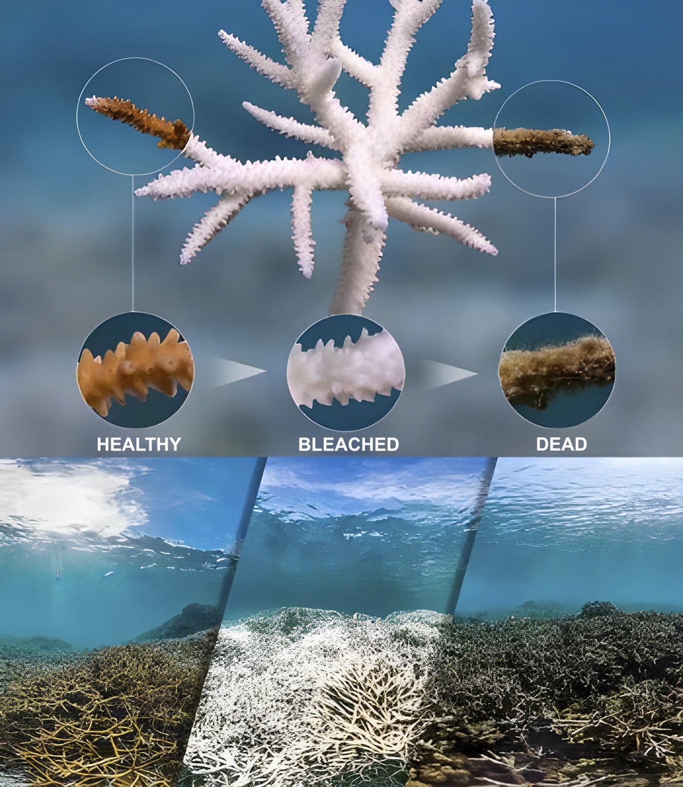 CORAL BLEACHING