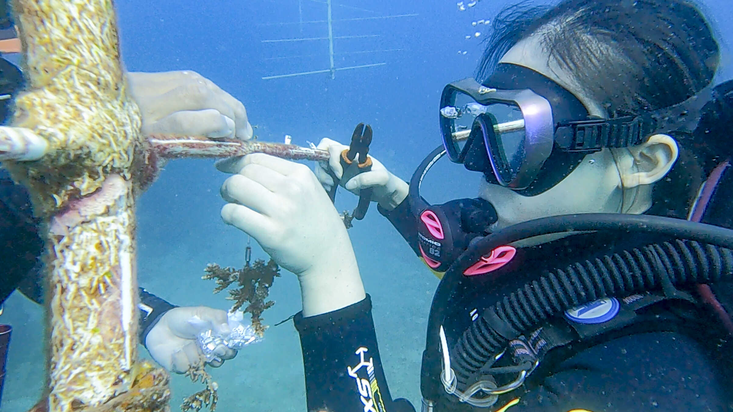 CORAL REEFS