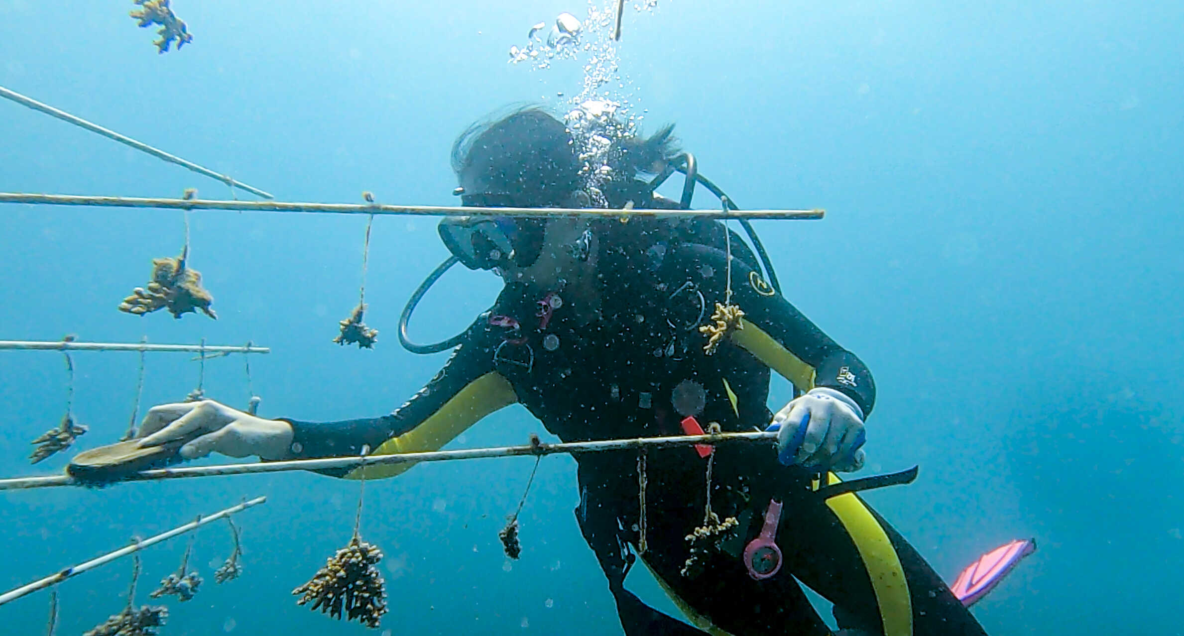 CORAL REEF RESCUE