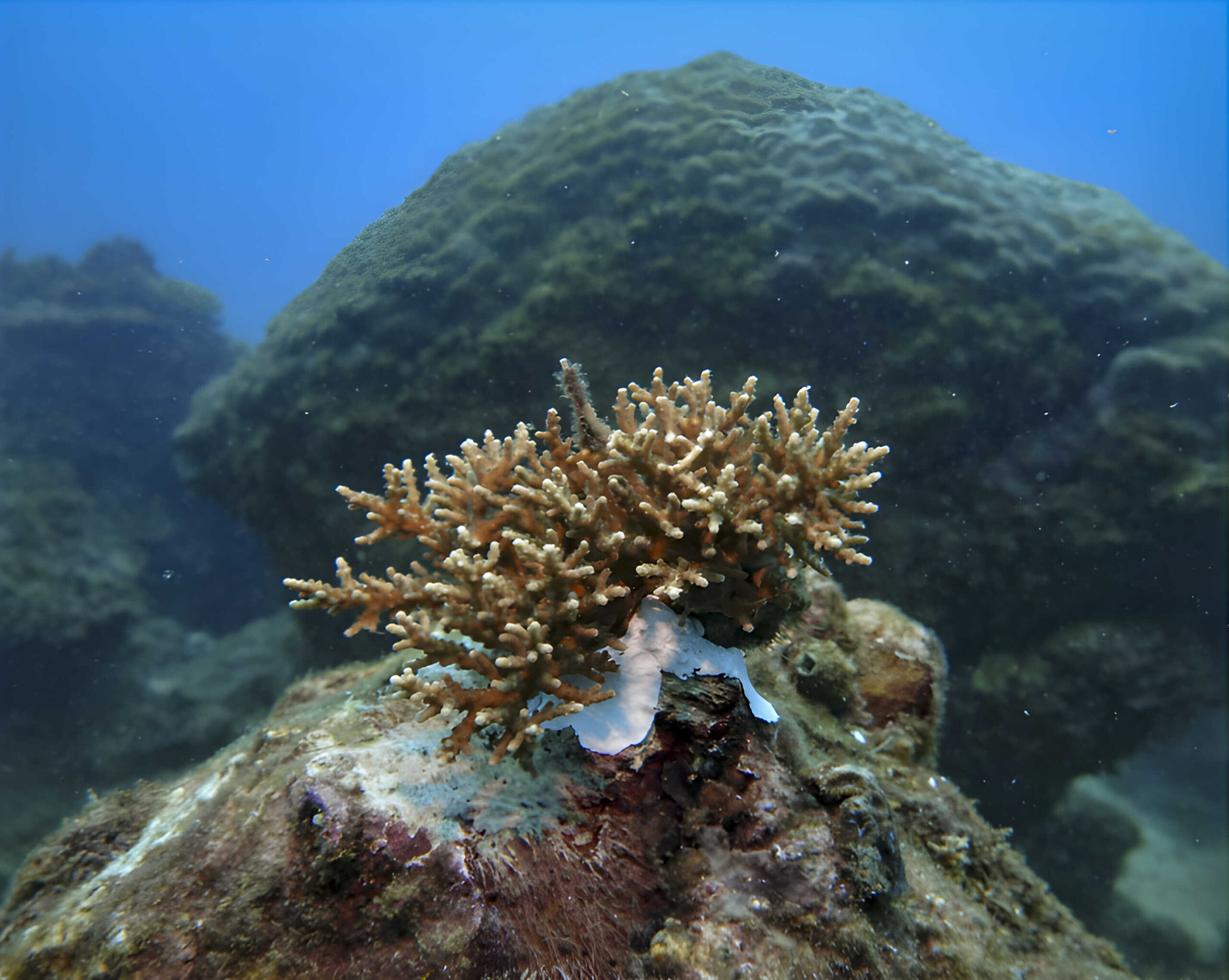 CORAL REEFS PHILIPPINES